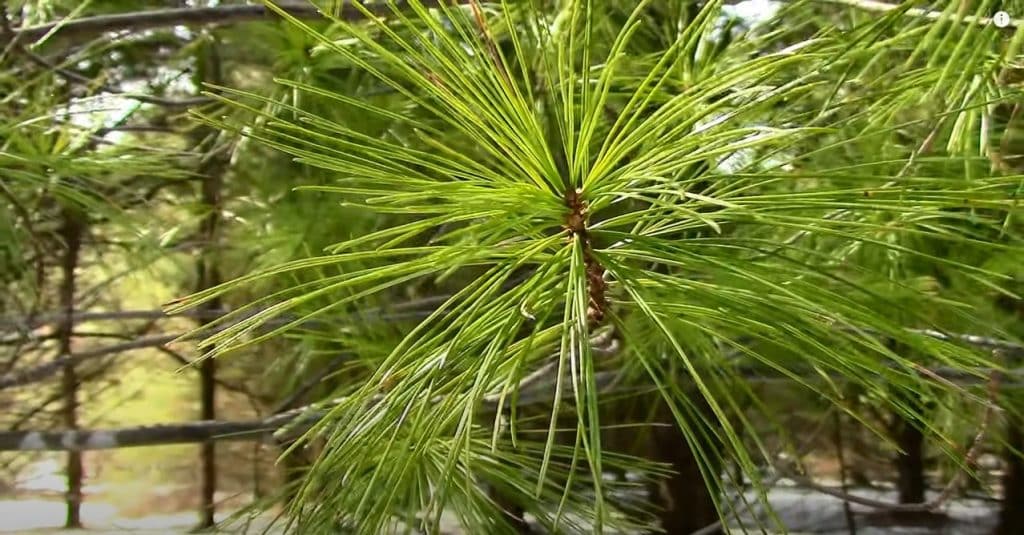 Pros Of Adding Pine Trees To Your Diet