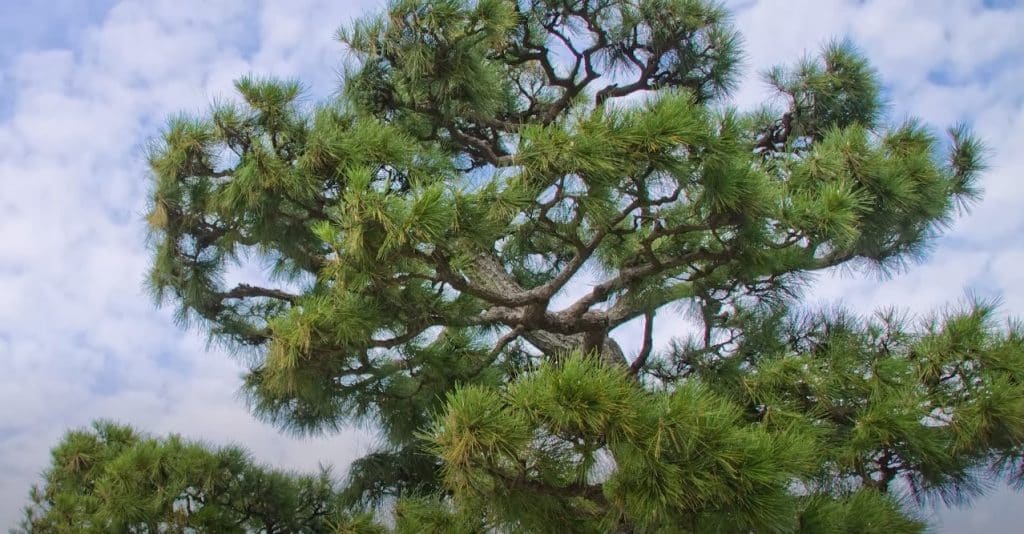 A Few Words About The History Of Eating Pine Trees