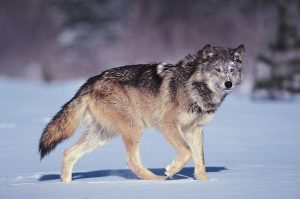 Wolves, Coyotes, And Wild Dogs