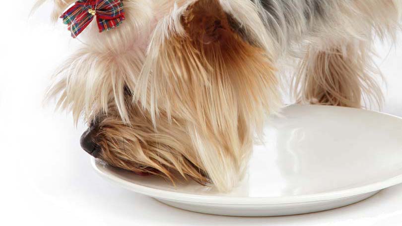 Dog-Licking-Plate