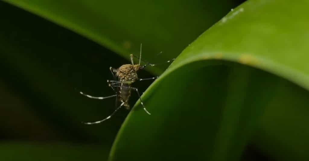 La migliore trappola repellente ammazza zanzare