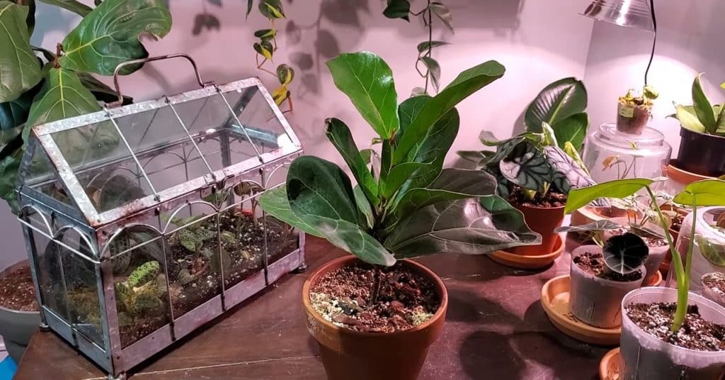 Growing A Fig Tree Indoors