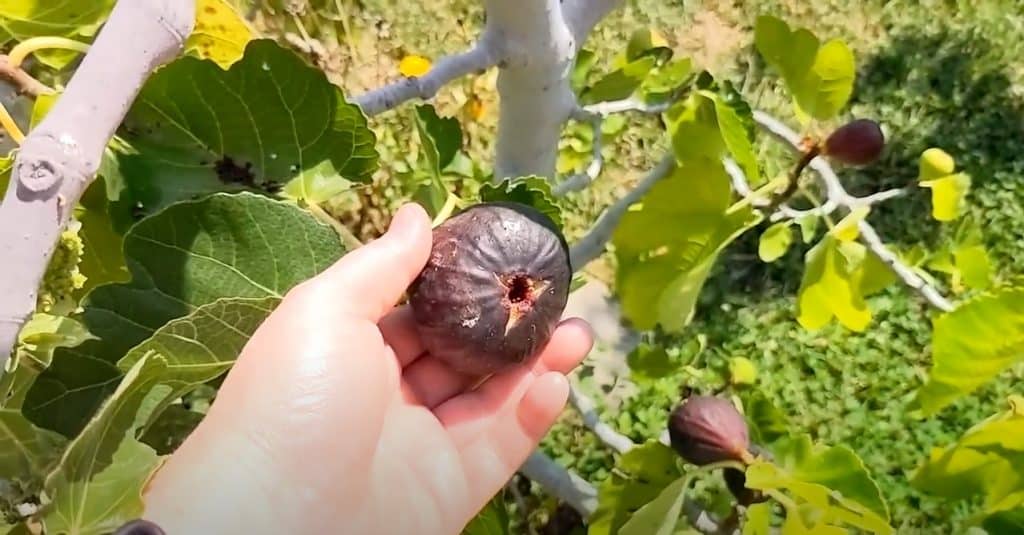 Harvesting Figs