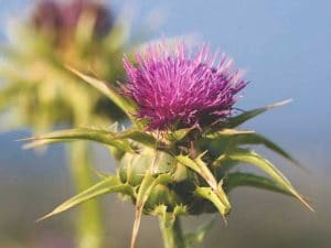 Milk-Thistle-With-Flowers