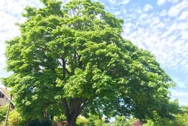 L'albero di acero a foglie grandi nella natura
