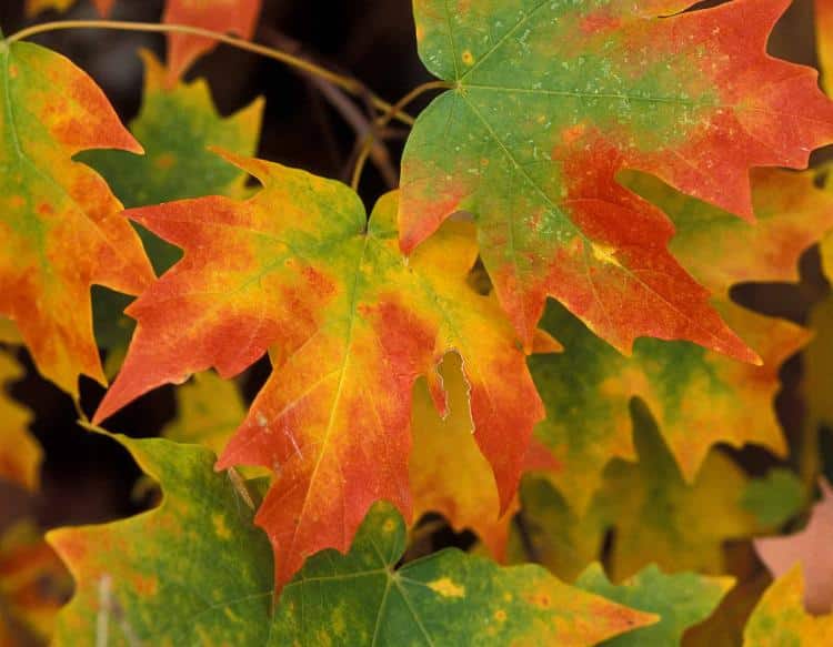 Tapping Maple Trees - Survive Nature