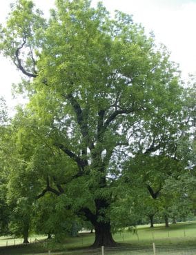 Svart valnötsträd i parken