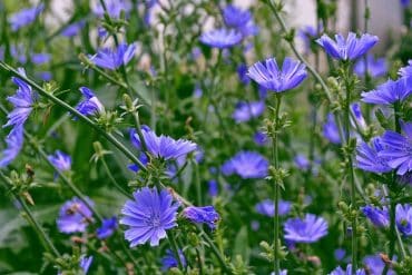 Chicory-Flowers