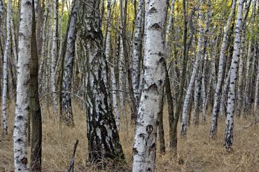 Gray-Birch-Trees-In-Park