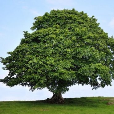 Large-Sycamore-Tree
