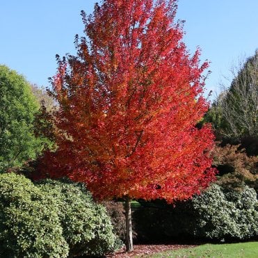 Roter-Ahorn-Baum-mit-roten-Blättern
