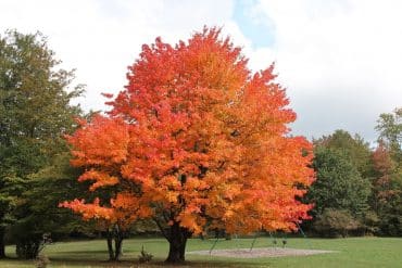 Sugar-Maple-Trees-In-A-Park