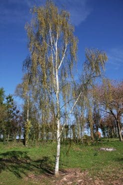 Tall-vit-björk-träd