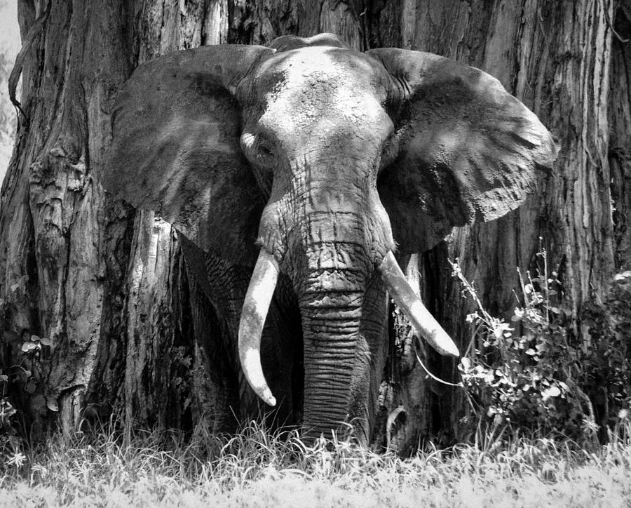 Camo-Elephant