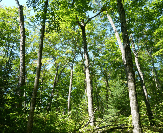 Maple-Trees-In-Green-Forest
